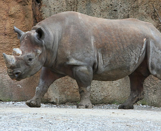 Rinoceronte Negro do Oeste Africano (Diceros bicornis longipes) - extinto em 2011.