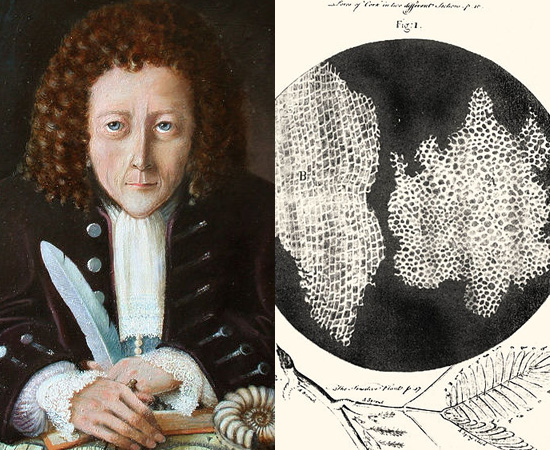 CÉLULA (1665) - As células foram descobertas e nomeadas pelo cientista inglês Robert Hooke, que dedicou-se à observação microscópica.