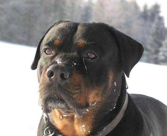 9º lugar - ROTTWEILER - É uma raça extremamente corajosa e protetora. Ótima opção para cães de guarda.