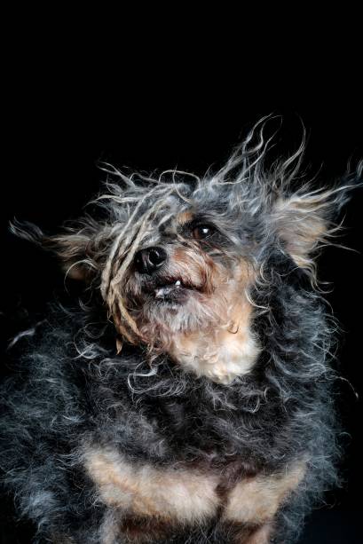 Scamp estava pronto para tomar a injeção de eutanásia, mas abanou o rabinho para alguém dentro do laboratório. Essa pessoa o adotou e fez com que ele fosse um cão de terapia. Ele visita orfanatos e asilos. Já é a segunda vez que ele concorre ao prêmio de cão mais feio do mundo. 