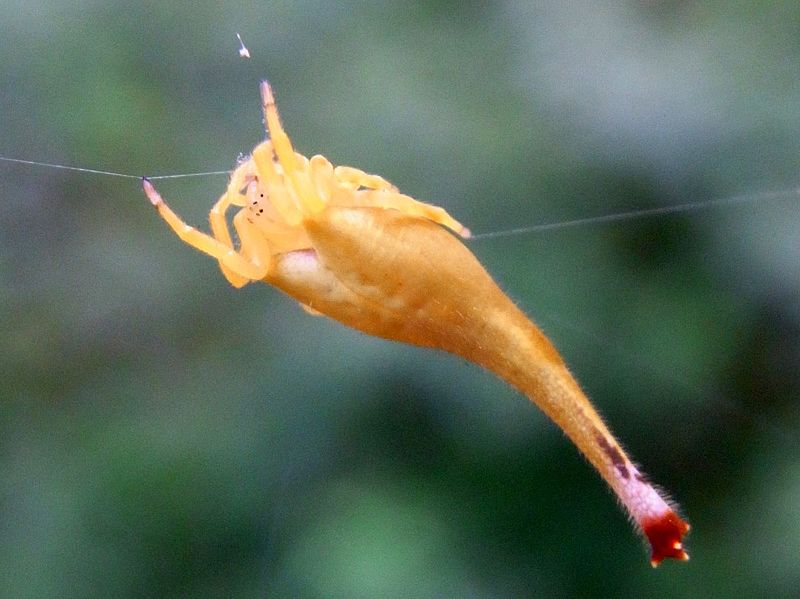<i>Arachnura higginsi</i>