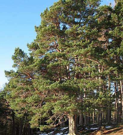 O Pinheiro da Escócia, também conhecido como Pinheiro Silvestre, é muito utilizado na fabricação de móveis. Eles têm cerca de 40 metros de altura.