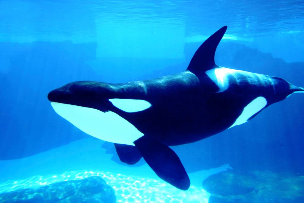 Sob pressão, SeaWorld deixa de reproduzir orcas – e anuncia mudanças em shows