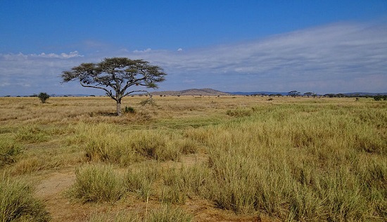 As migrações de gnus, zebras e gazelas tornam o Parque Nacional de Serengeti um destino obrigatório de quem passa pela Tanzânia. As migrações de gnus, zebras e gazelas tornam o Parque Nacional de Serengeti um destino obrigatório de quem passa pela Tanzânia.