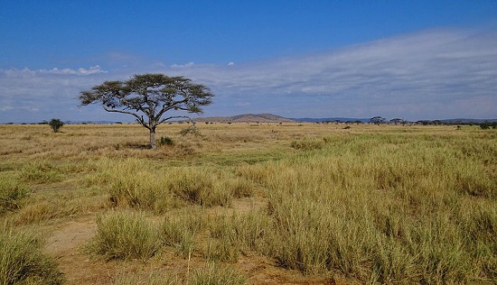 As migrações de gnus, zebras e gazelas tornam o Parque Nacional de Serengeti um destino obrigatório de quem passa pela Tanzânia.