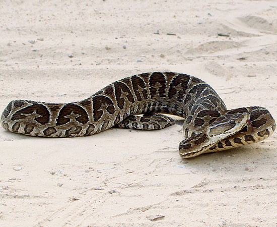 A serpente venenosa Bothrops alternos, conhecida como urutu e cruzeiro, pode ser encontrada nos brejos do Centro-Oeste e do Sul do Brasil. É extremamente perigosa e ágil nos botes. É reconhecida pelas manchas em forma de ferraduras que aparecem por toda a extensão de seu corpo. Pode chegar mais de 2 m de comprimento.