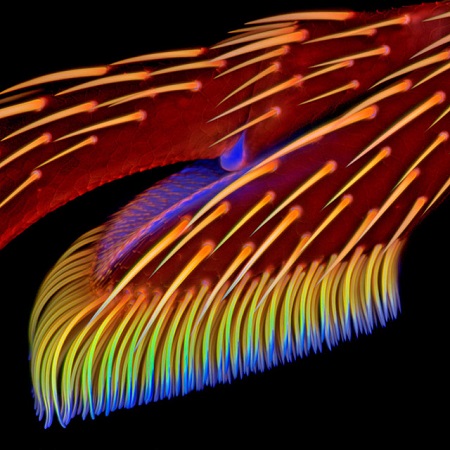 Funcionário de um instituto de zoologia, Jan Michels se inscreveu no concurso com essa imagem, que mostra a pata dianteira de uma joaninha. A foto ficou com o sétimo lugar. Funcionário de um instituto de zoologia, Jan Michels se inscreveu no concurso com essa imagem, que mostra a pata dianteira de uma joaninha. A foto ficou com o sétimo lugar.