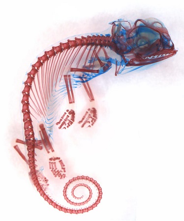 Essa imagem mostra o embrião de um camaleão. Em azul, as cartilagens do bicho. A foto ficou com o sexto lugar.