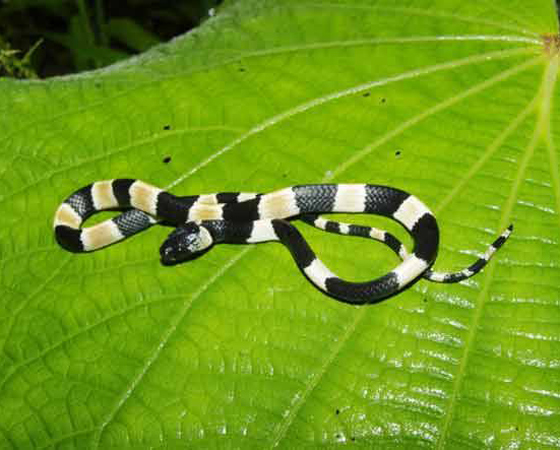 <i>Sibon noalamina</i> - Outra espécie descoberta no ano passado, esta serpente habita uma área muito usada para mineração no Panamá. Como a atividade está destruindo seu habitat natural, o nome Sibon noalamina foi escolhido como forma de protesto. É que, em espanhol, no a la mina quer dizer algo como não às minas.