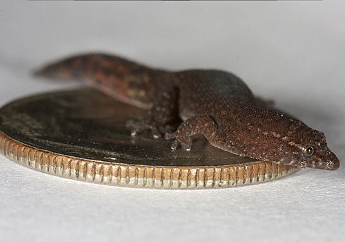 O bicho da foto é um dos menores vertebrados terrestres. O <i>Sphaerodactylus parthenopion</i> mede cerca de 19 milímetros.