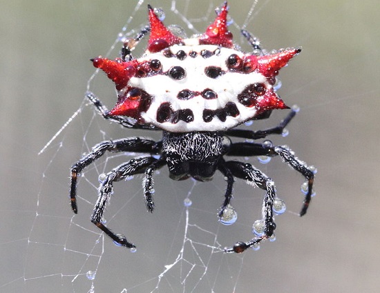 <i>Gasteracantha</i> <i>Gasteracantha</i>