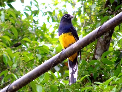 Surucuá-grande de-barriga-amarela. Esse é o nome da ave da foto, que vive em florestas e tem até 30 centímetros.