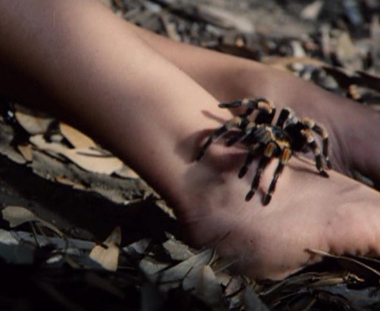 Tarântulas (1977), dirigido por Stuart Hagmann, conta a história de um carregamento de café infestado por aranhas. O avião que leva a mercadoria sofre um acidente no ar, e os grãos (e as aranhas) são lançados sobre uma cidadezinha dos EUA. Lá os animais promovem uma verdadeira matança. Tarântulas (1977), dirigido por Stuart Hagmann, conta a história de um carregamento de café infestado por aranhas. O avião que leva a mercadoria sofre um acidente no ar, e os grãos (e as aranhas) são lançados sobre uma cidadezinha dos EUA. Lá os animais promovem uma verdadeira matança.