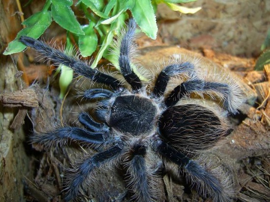 Tarântulas Tarântulas