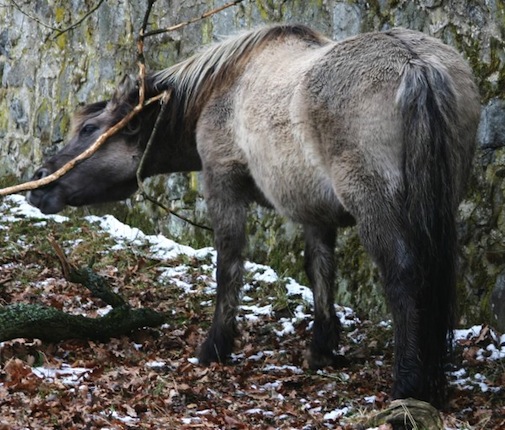 TARPANS - Uma raça de cavalos primitivos das florestas da Ásia Central, os tarpans não tiveram escapatória. Sumiram do mapa de verdade. No entanto, dois curadores dos Zoológicos de Berlim e Munique conseguiram criar, por meio de cruzamentos seletivos entre outras raças de cavalos, uma linhagem idêntica aos bichinhos extintos. O primeiro potro nasceu em 1933.