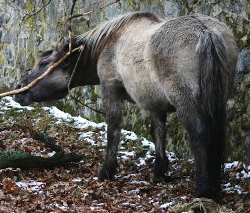 TARPANS - Uma raça de cavalos primitivos das florestas da Ásia Central, os tarpans não tiveram escapatória. Sumiram do mapa de verdade. No entanto, dois curadores dos Zoológicos de Berlim e Munique conseguiram criar, por meio de cruzamentos seletivos entre outras raças de cavalos, uma linhagem idêntica aos bichinhos extintos. O primeiro potro nasceu em 1933. TARPANS - Uma raça de cavalos primitivos das florestas da Ásia Central, os tarpans não tiveram escapatória. Sumiram do mapa de verdade. No entanto, dois curadores dos Zoológicos de Berlim e Munique conseguiram criar, por meio de cruzamentos seletivos entre outras raças de cavalos, uma linhagem idêntica aos bichinhos extintos. O primeiro potro nasceu em 1933.