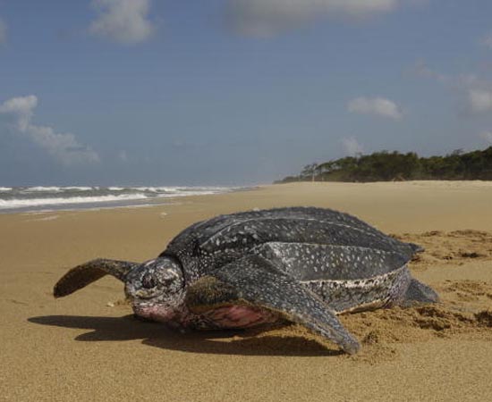 A Tartaruga de Couro, também chamada de Tartaruga Gigante, está em extinção por causa da dificuldade de sobrevivência dos filhotes. Os ovos são frequentemente destruídos por mamíferos, aves e répteis. Além disso, quando as tartarugas nascem e encontram a água, podem ser devoradas por crustáceos, peixes e cefalópodes. De acordo com dados do governo americano, por ano, as fêmeas fazem cerca de 30 mil ninhos. Na década de 1980, havia mais de 100 mil ninhos.