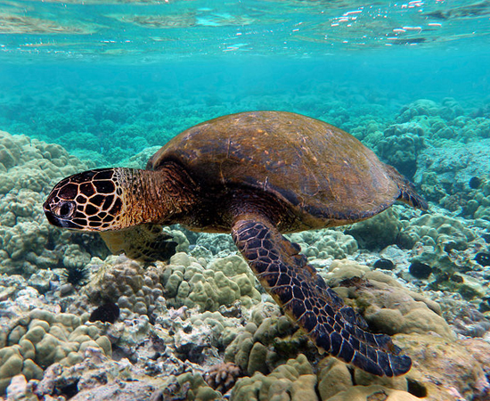 5º LUGAR - TARTARUGA MARINHA. O pênis de 30 cm corresponde a 20% do tamanho de seu corpo.