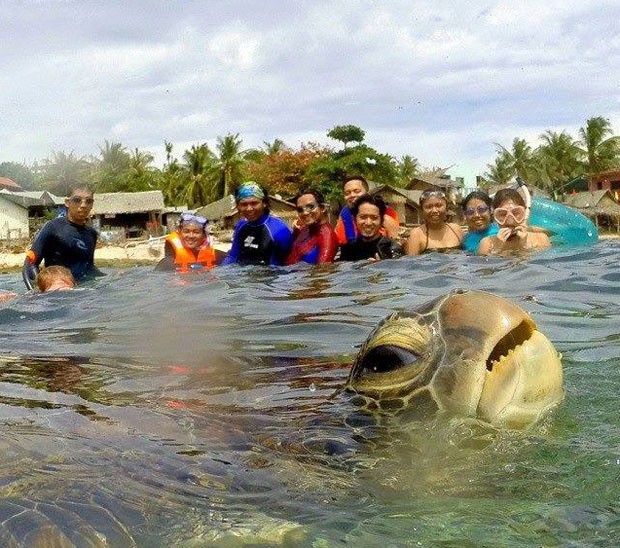 Em abril, uma tartaruga apareceu de surpresa em uma fotografia, quando um grupo registrava um momento na água na Ilha de Apo, nas Filipinas. A imagem curiosa foi feita por Diovani de Jesus e virou hit na web ao ser compartilhada nas redes sociais.