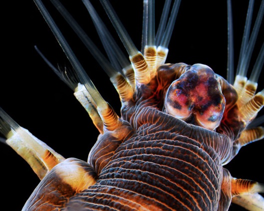 Uma foto brasileira ficou com o terceiro lugar do concurso. A imagem do pesquisador Alvaro Migotto, da USP, mostra um verme marinho.