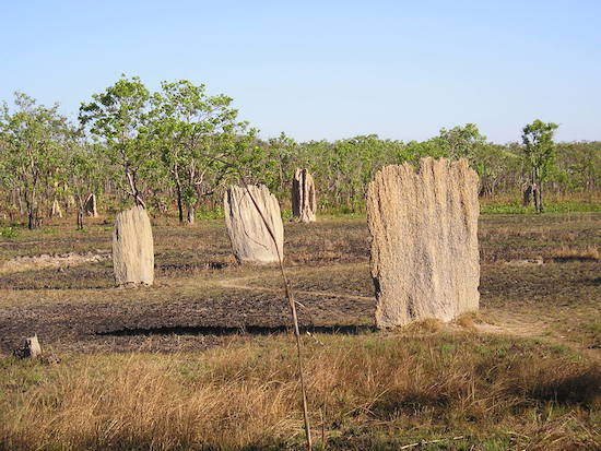 Com até dois metros de altura, essas tocas podem abrigar dezenas de milhares de cupins-bússola, inseto nativo da Austrália.
