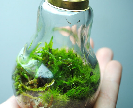 Lâmpadas queimadas também podem ser usadas para fazer terrários. Lâmpadas queimadas também podem ser usadas para fazer terrários.