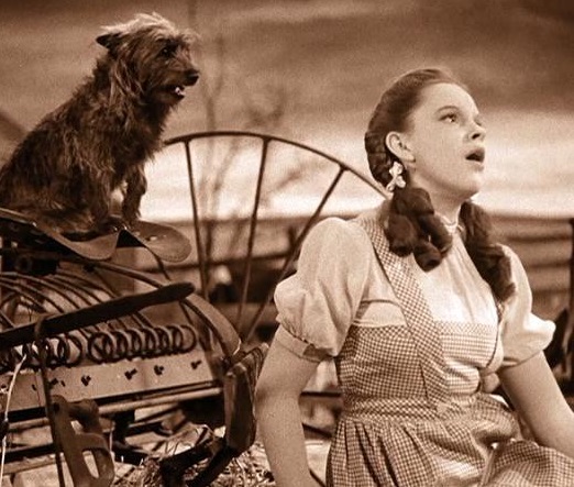 A cadela Terry atuou em 15 filmes, mas foi imortalizada mesmo no papel de Totó, de <i>O Mágico de Oz</i> (1939). A cadela quebrou uma pata durante as gravações do filme.