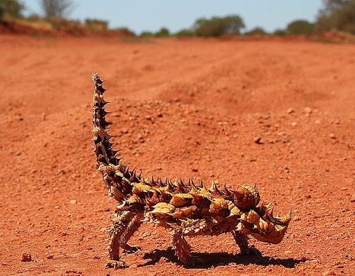 Pode admitir: se você encontrar um desses pela frente, sua primeira reação provavelmente será sair de perto. Apesar da aparência (e do nome), o diabo-espinhoso é um réptil inofensivo da Austrália. A não ser que você seja um formiga, prato preferido desse diabo cheio de espinhos. Pode admitir: se você encontrar um desses pela frente, sua primeira reação provavelmente será sair de perto. Apesar da aparência (e do nome), o diabo-espinhoso é um réptil inofensivo da Austrália. A não ser que você seja um formiga, prato preferido desse diabo cheio de espinhos.