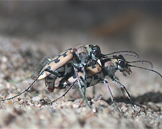 <i>Cicindela hudsoni</i> - Conhecido como besouro tigre, esse artrópode consegue alcançar uma velocidade incrível de 2.5 metros por segundo, o que confere a ele o título de animal mais rápido do planeta em termos relativos.