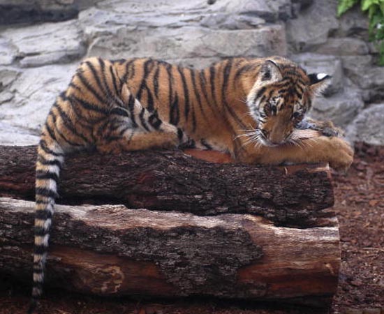 O Tigre de Bengala é uma subespécie de tigre, nativa do sul da Ásia. Devido ao comércio de peles e a destruição do meio ambiente, existem apenas 2500 exemplares em todo o mundo.