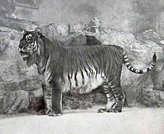 Tigre-do-cáspio (Panthera tigris virgata) - extinto nos anos 1960.