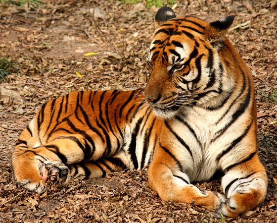 Não é só o pelo dos tigres que é listrado. A pele dos bichos obedece ao mesmo padrão. Esse padrão funciona como uma impressão digital dos tigres, já que as listras de um nunca são iguais às dos outros.