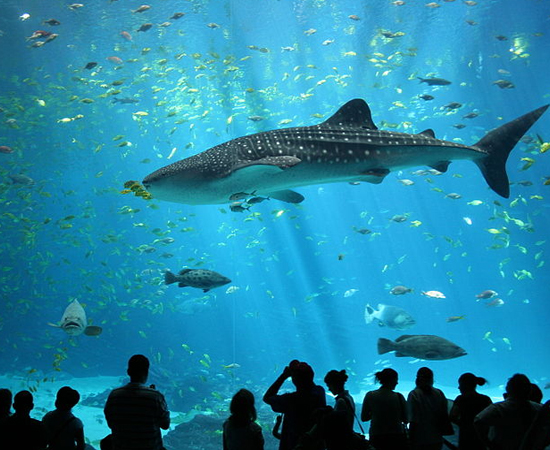 TUBARÃO-BALEIA (Rhincodon typus) - É o maior peixe do mundo. Chega a 12 metros de comprimento e a 13 toneladas.