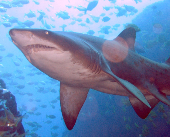 Os tubarões são imunes ao câncer, e córneas de tubarões têm sido usadas em transplantes para humanos.