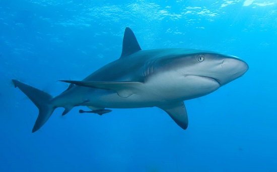 Um olfato fenomenal permite que os tubarões farejem uma presa que esteja nadando a mais de um quilômetro de distância.