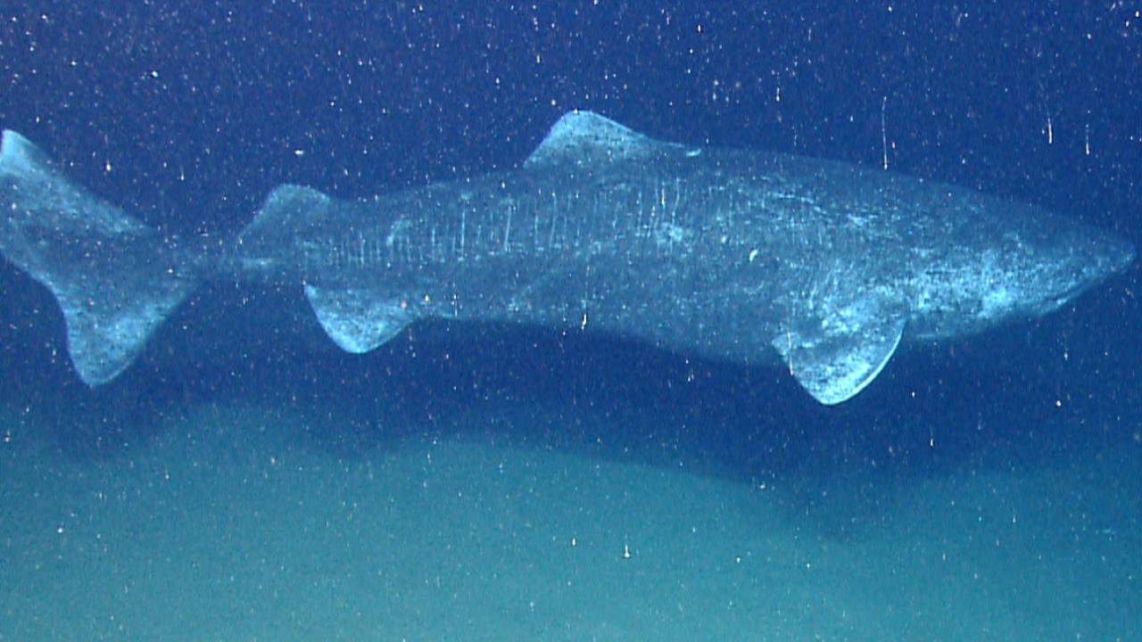 NOAA Okeanos Explorer Program (CC)