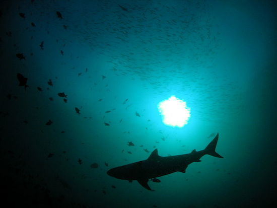 Tubarões são os animais mais temidos do oceano. O medo é, em parte, justificável. Afinal, aquelas mandíbulas enormes e afiadas causam mesmo um frio na espinha. Cerca de 100 ataques de tubarões a humanos ocorrem todos os anos. Um terço deles é do tubarão branco.
