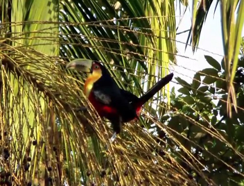 O tucano-de-bico-verde tem entre 40 e 50 centímetros. A ave, nativa do Brasil, Argentina e Paraguai, vive em florestas.