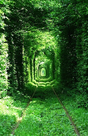 Túnel do Amor, Kleven, Ucrânia. Túnel do Amor, Kleven, Ucrânia.