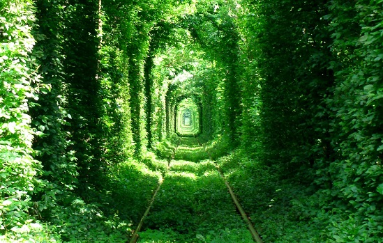 Famoso em todo o mundo, o Túnel do Amor fica em Klevan, na Ucrânia. Um trem passa pelos trilhos que ficam dentro do túnel formado pelas árvores.