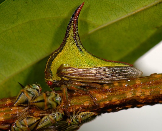 <i>Umbonia crassicornis</i> - Esse artrópode tem um chifre enorme que lhe confere uma aparência um tanto quanto estranha. No entanto, o ornamento tem uma utilidade: o inseto fica parecido com um espinho e passa desapercebido por predadores.