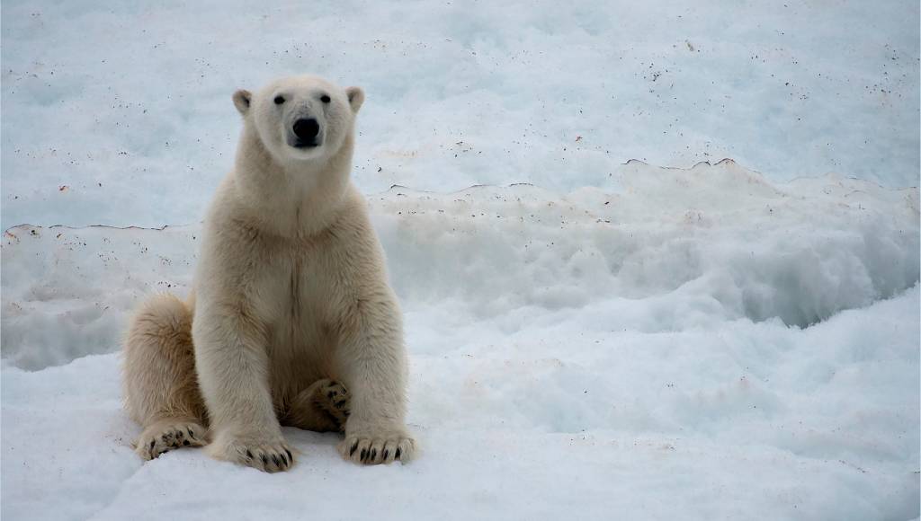 Cientistas russos viram reféns de ursos polares
