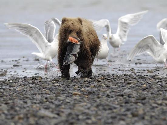 Apesar da aparência de bichinho de pelúcia, ficar perto de um urso pode ser a última coisa que você vai fazer na vida. Com uma força incrível, estraçalhar o corpo humano não é difícil para esses animais. Algumas espécies são capazes até mesmo de devorar animais enormes, como elefantes. A fera é responsável por matar cerca de dez pessoas por ano, mas o aquecimento global tem aumentado a frequência desses ataques.