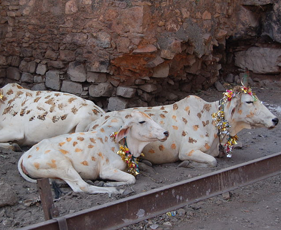 Vacas são enfeitadas com guirlandas durante o festival.