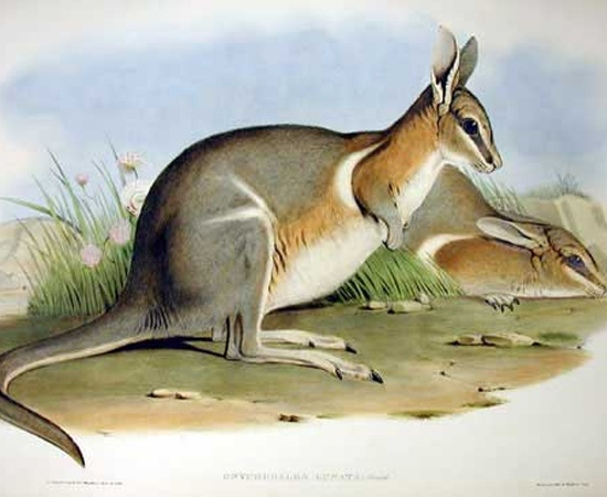 Wallaby-rabo-de-prego-crescente (Onychogalea lunata) - extinto em 1956.