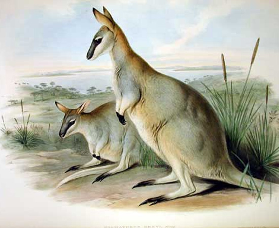 Wallaby-toolache (Macropus greyi) - extinto em 1943.