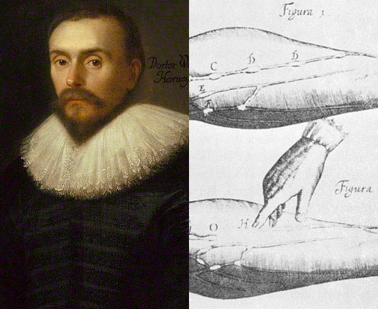 FUNCIONAMENTO DO CORAÇÃO (1628) - O sistema circulatório foi descrito corretamente pela primeira vez pelo médico britânico William Harvey. O funcionamento do coração foi explicado em detalhes na obra De Motu Cordis.
