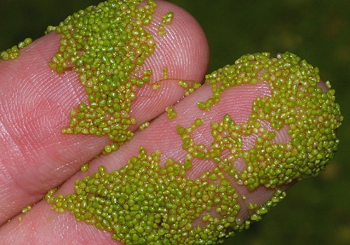 O nome científico é <i>Wolffia arrhiza</i>, mas o que você precisa mesmo saber é que essa é uma das menores plantas do planeta. Cada um desses grãos verdes mostrados na foto é uma única planta.