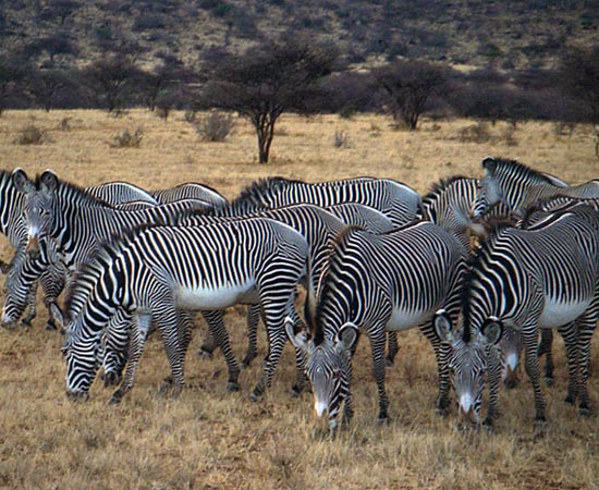 A Zebra de Grévy é o maior equino do planeta. Atualmente, existem apenas 3 mil indivíduos em todo o mundo. A espécie foi caçada durante anos por comerciantes de peles.