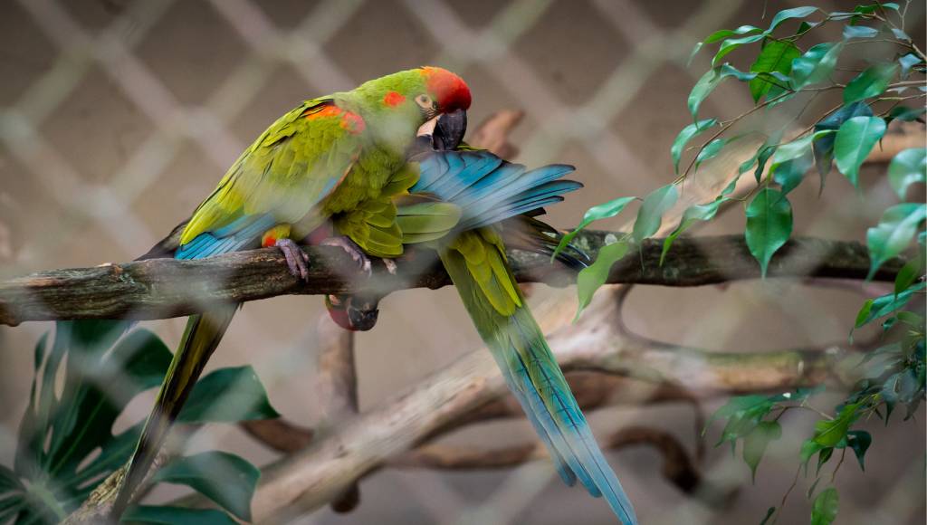 Afinal, os zoológicos são bons ou ruins?